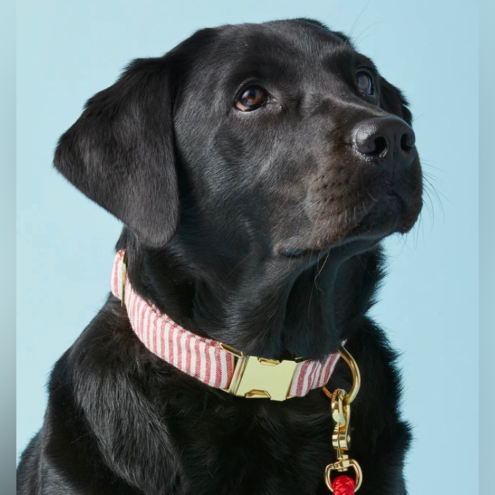 NEW The Foggy Dog Red Stripe Dog Collar - Picture 2 of 9